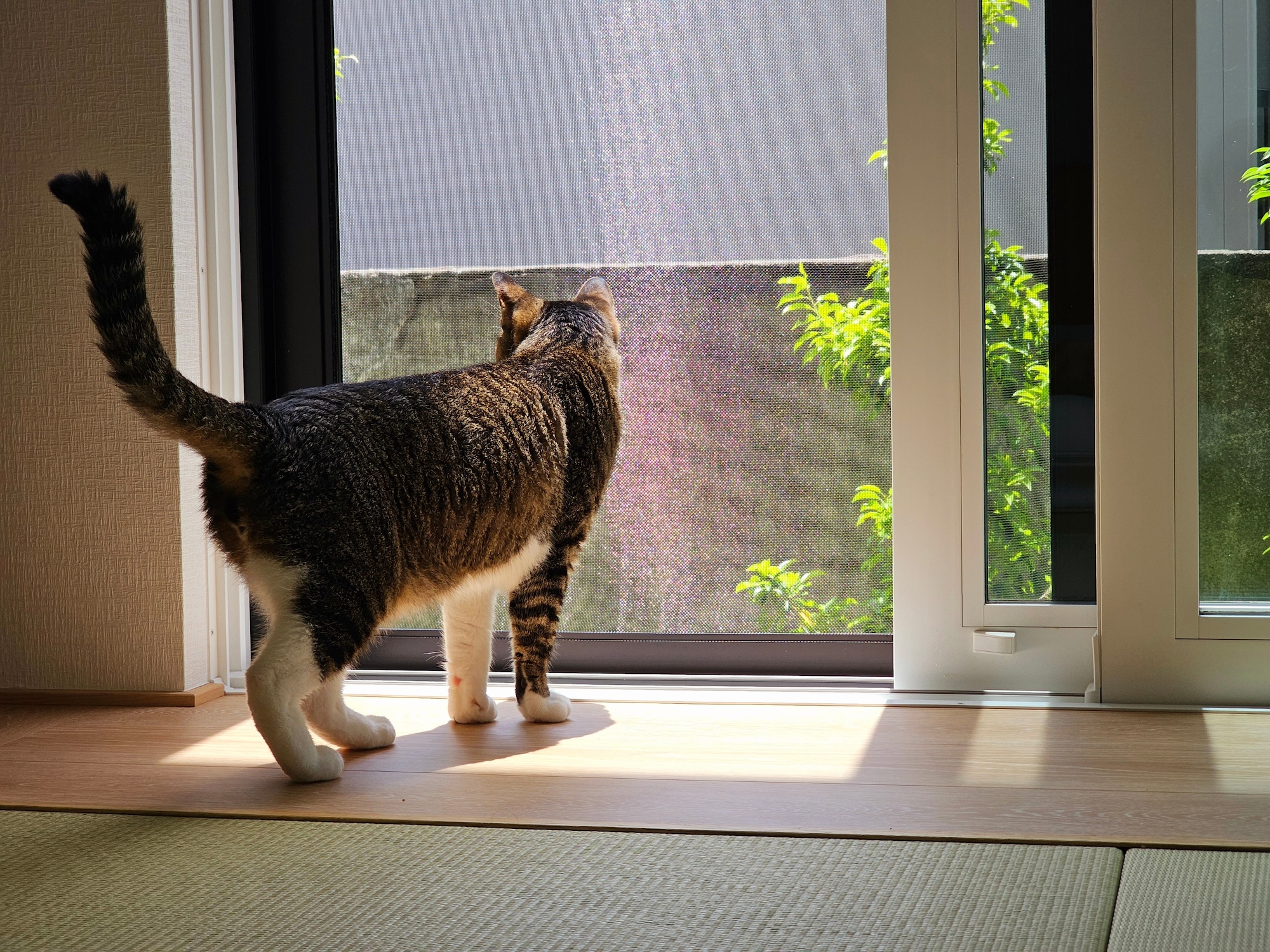 Sliding Screen Door Repair & Replacement in Albuquerque